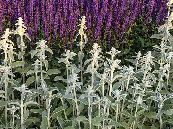 438252 - Lamb's ears (Stachys byzantina) and woodland sage (Salvia nemorosa)