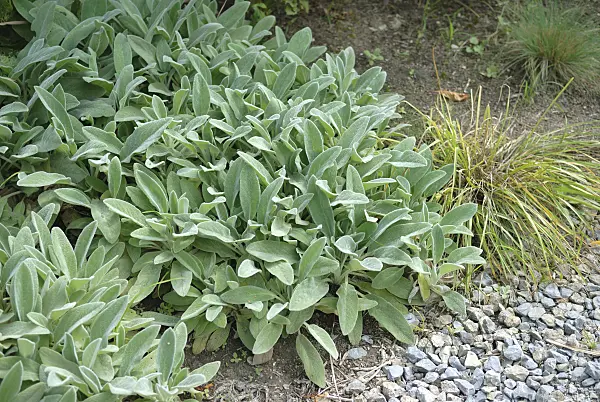 535433 - Lamb's ears (Stachys byzantina 'Silver Carpet')