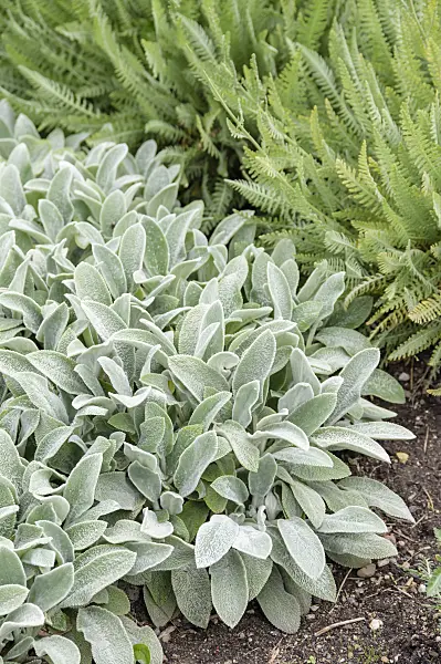593203 - Lamb's ears (Stachys byzantina 'Silver Carpet')