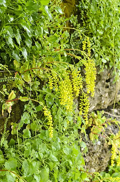497001 - Lamb's tail (Chiastophyllum oppositifolium)