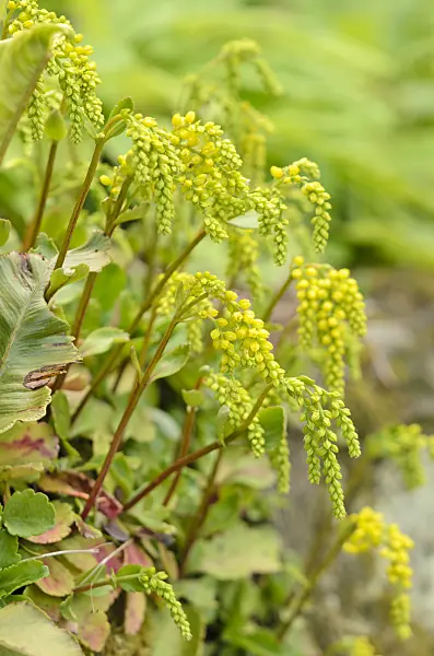 533338 - Lamb's tail (Chiastophyllum oppositifolium)