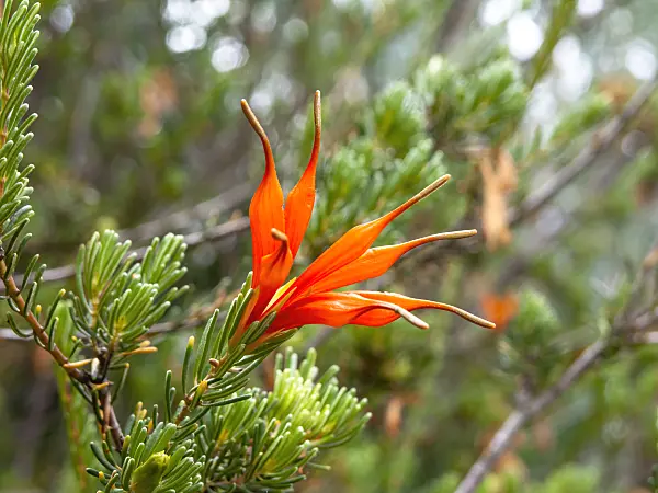455302 - Lambertia ericifolia