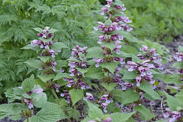 471327 - Lamier à grandes feuilles (Lamium orvala)