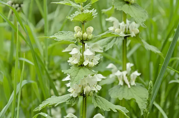 508037 - Lamier blanc (Lamium album)