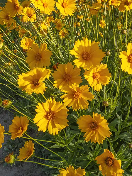 402223 - Lance-leaf tickseed (Coreopsis lanceolata)