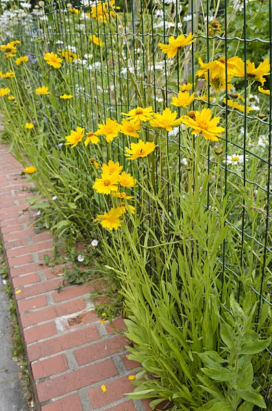 521382 - Lance-leaf tickseed (Coreopsis lanceolata)