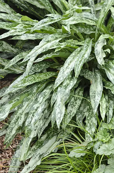 535211 - Langblättriges Lungenkraut (Pulmonaria longifolia subsp. cevennensis)