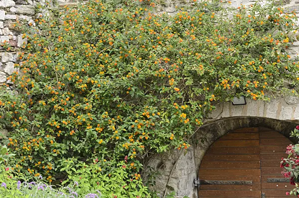 533114 - Lantana in a stone wall