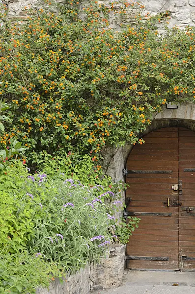 533115 - Lantana in a stone wall