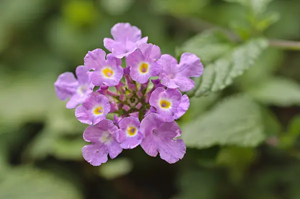 487108 - Lantanier (Lantana montevidensis)