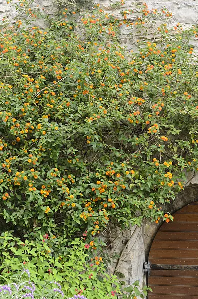 533126 - Lantanier (Lantana) sur un mur de pierre