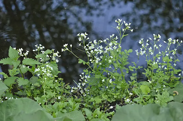 544050 - Large bittercress (Cardamine amara)