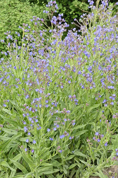 485075 - Large blue alkanet (Anchusa azurea)