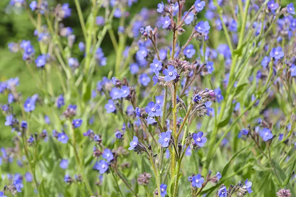 485076 - Large blue alkanet (Anchusa azurea)