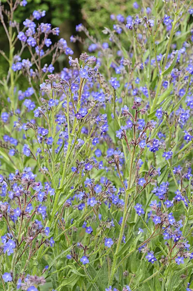 485077 - Large blue alkanet (Anchusa azurea)