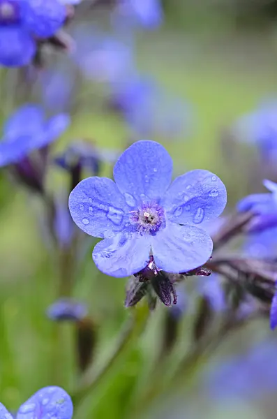 508555 - Large blue alkanet (Anchusa azurea)
