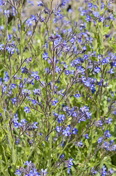533207 - Large blue alkanet (Anchusa azurea)