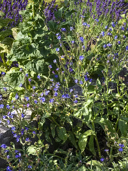 462037 - Large blue alkanet (Anchusa azurea 'Dropmore')