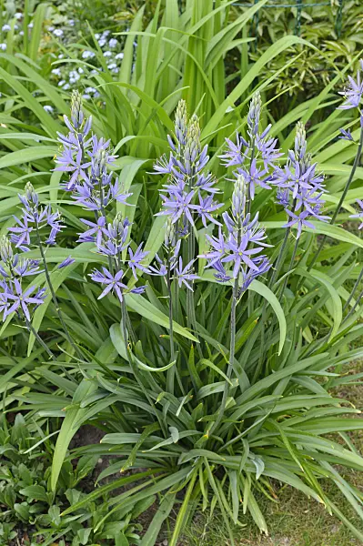 471288 - Large camas (Camassia leichtlinii)
