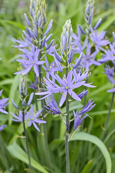 471289 - Large camas (Camassia leichtlinii)