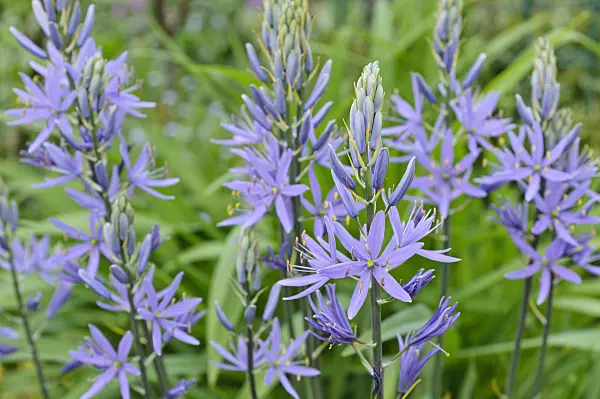 471290 - Large camas (Camassia leichtlinii)