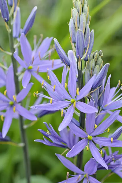 471291 - Large camas (Camassia leichtlinii)
