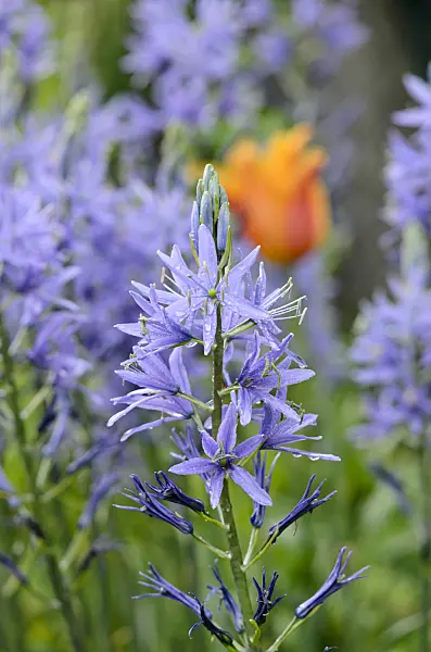 520132 - Large camas (Camassia leichtlinii)