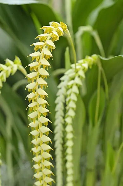 475195 - Large dendrochilum (Dendrochilum magnum)
