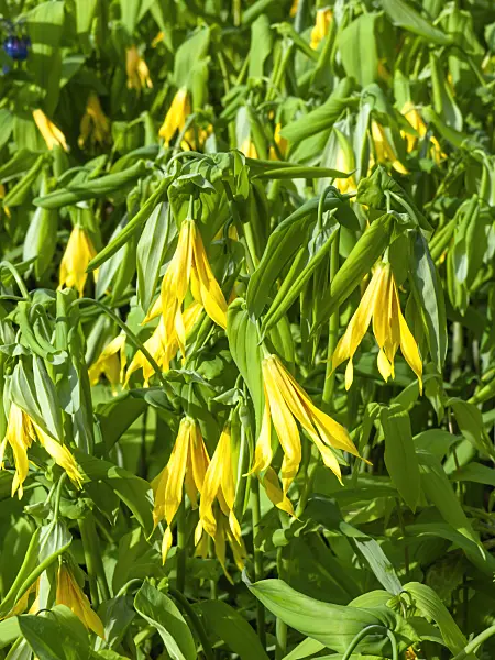 436268 - Large-flowered bellwort (Uvularia grandiflora)