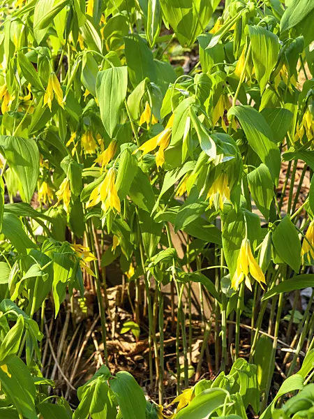 437174 - Large-flowered bellwort (Uvularia grandiflora)