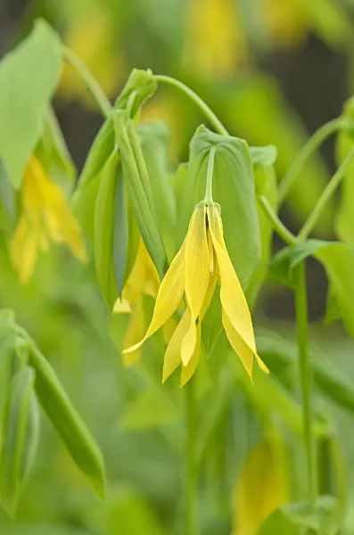 520032 - Large-flowered bellwort (Uvularia grandiflora)
