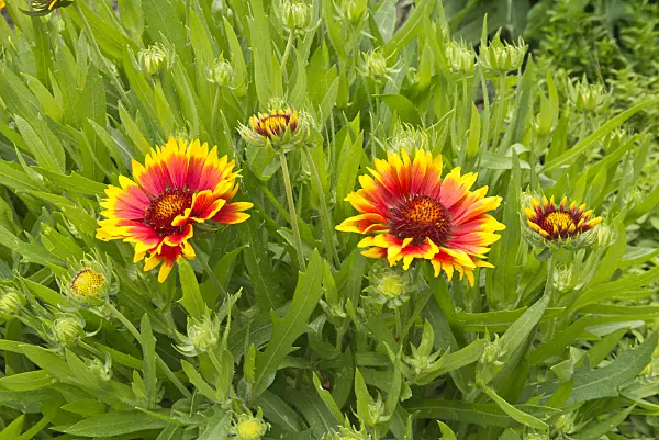 558295 - Large-flowered blanket flower (Gaillardia x grandiflora 'Kobold')