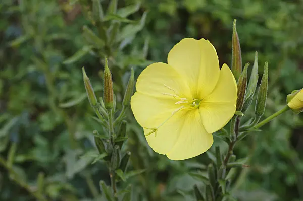 475030 - Large-flowered evening primrose (Oenothera erythrosepala)