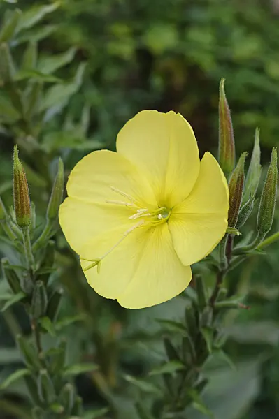 475031 - Large-flowered evening primrose (Oenothera erythrosepala)