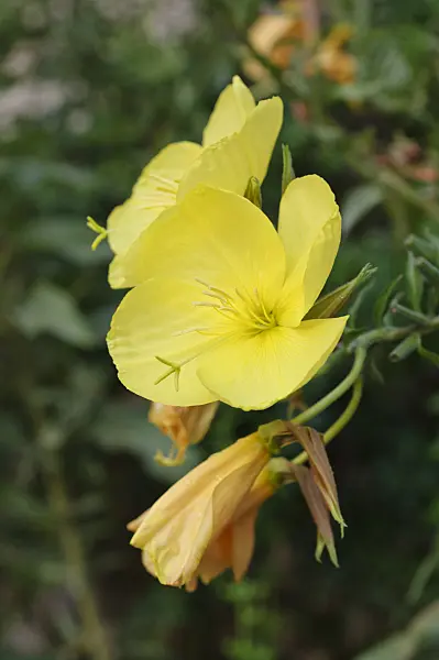 475032 - Large-flowered evening primrose (Oenothera erythrosepala)
