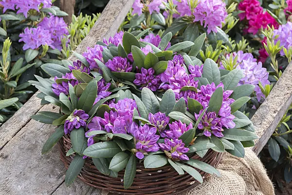 638219 - Large-flowered rhododendron hybrid (Rhododendron Alfred)