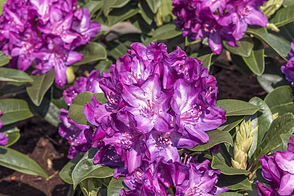 638221 - Large-flowered rhododendron hybrid (Rhododendron Anatevka)