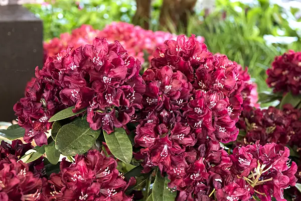 638222 - Large-flowered rhododendron hybrid (Rhododendron Anna Netrebko)