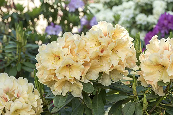 638223 - Large-flowered rhododendron hybrid (Rhododendron Apricot Fantasy)