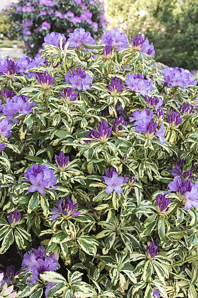 638309 - Large-flowered rhododendron hybrid (Rhododendron Aureovariegatum)