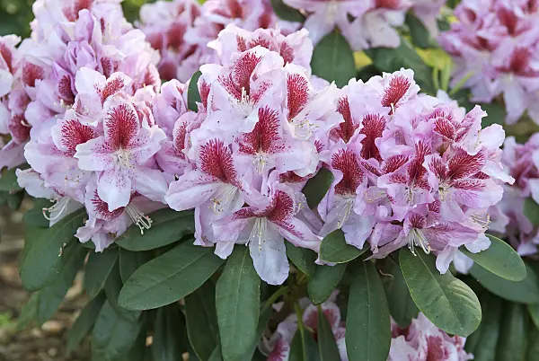 502392 - Large-flowered rhododendron hybrid (Rhododendron Belami)