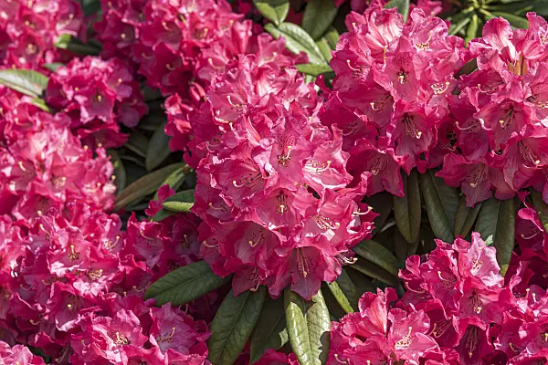 638224 - Large-flowered rhododendron hybrid (Rhododendron Berliner Liebe)