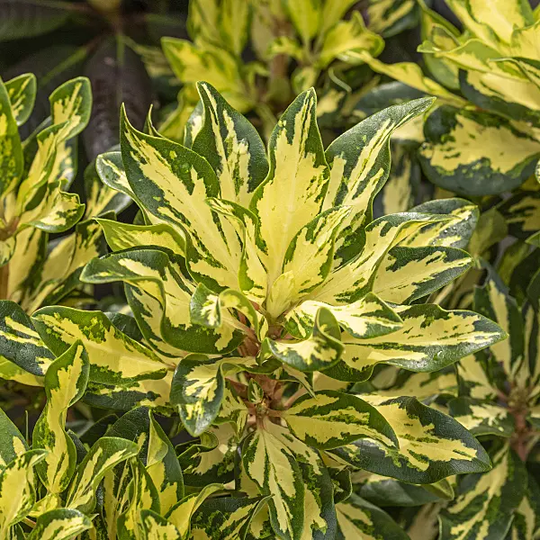 616305 - Large-flowered rhododendron hybrid (Rhododendron Blattgold)