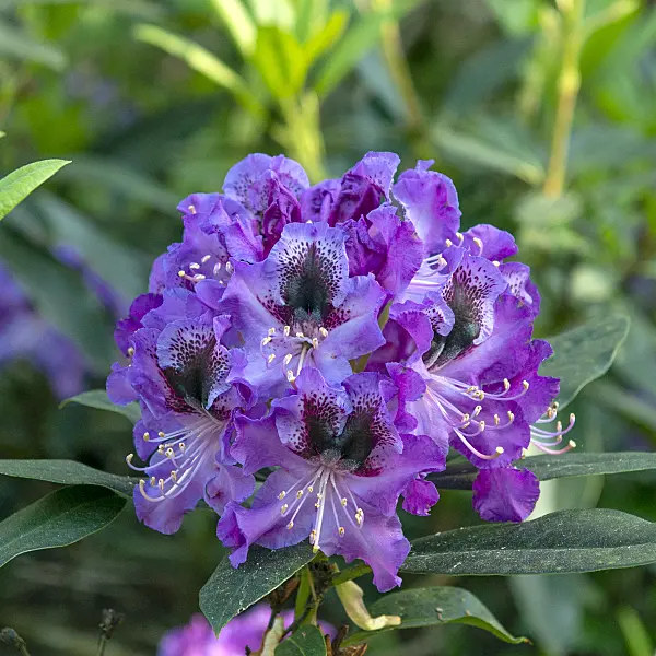 616306 - Large-flowered rhododendron hybrid (Rhododendron Blaue Jungs)