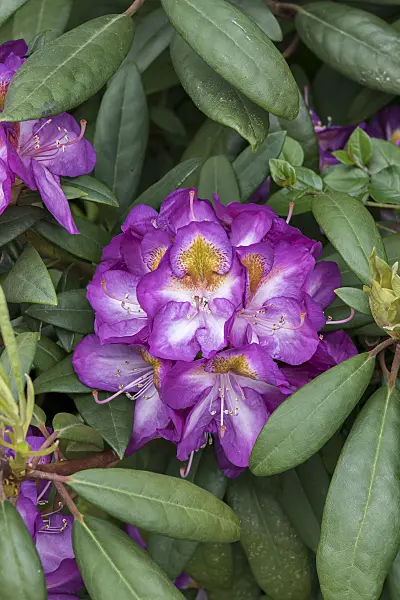 638226 - Large-flowered rhododendron hybrid (Rhododendron Blue Bell)