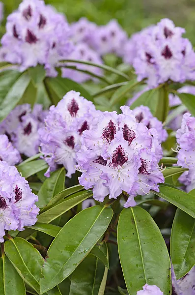 520382 - Large-flowered rhododendron hybrid (Rhododendron Blue Peter)