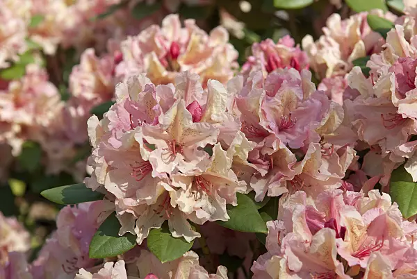 502393 - Large-flowered rhododendron hybrid (Rhododendron Brasilia)