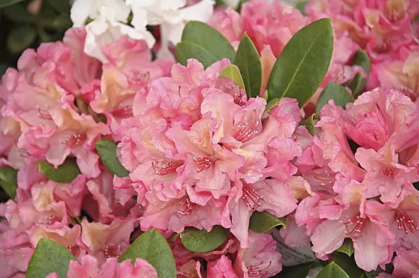517222 - Large-flowered rhododendron hybrid (Rhododendron Brasilia)