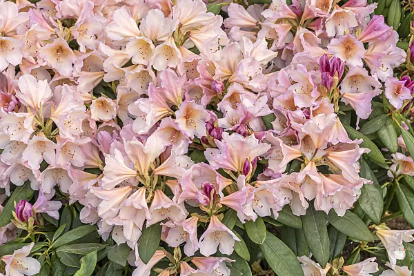 638227 - Large-flowered rhododendron hybrid (Rhododendron Bürgerpark Bremen)
