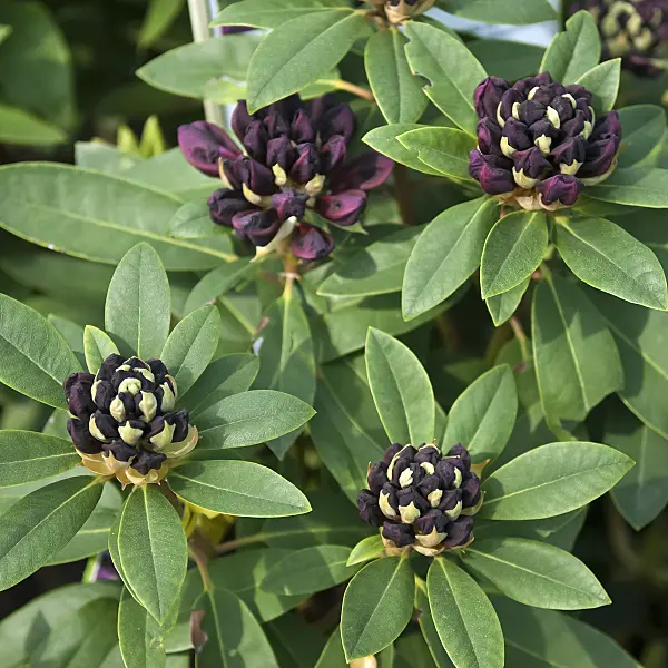 490128 - Large-flowered rhododendron hybrid (Rhododendron Burgundula)